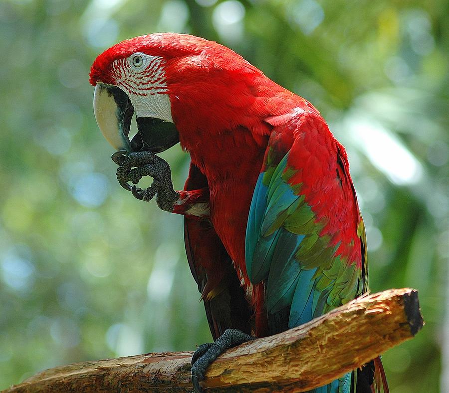 Red Parrot Photograph by Arelys Cruz - Fine Art America