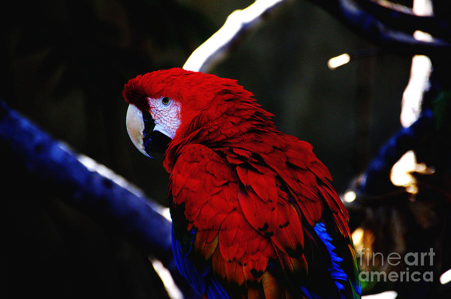 Red Parrot Photograph by David Frederick