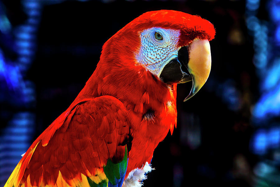 Red Parrot Portrait  Photograph by Garry Gay