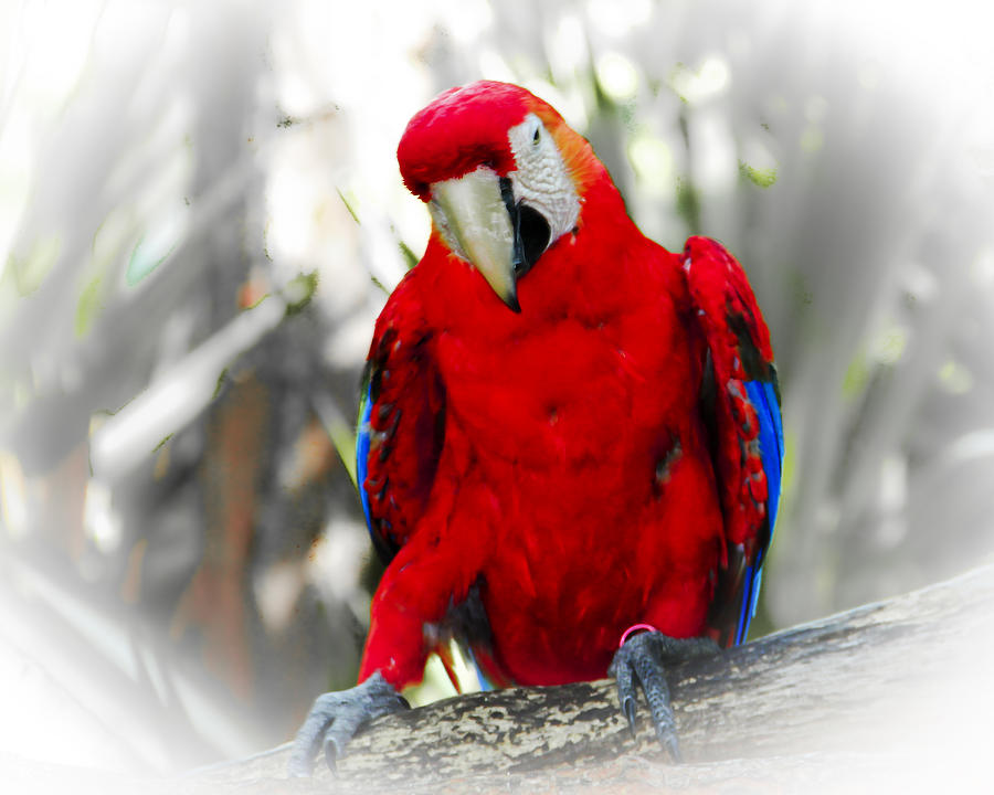 Parrot Photograph - Red Parrot by Roger Wedegis