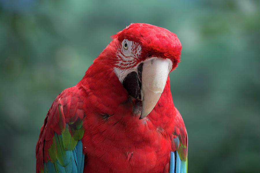 Red Parrot Photograph by Susan Newcomb