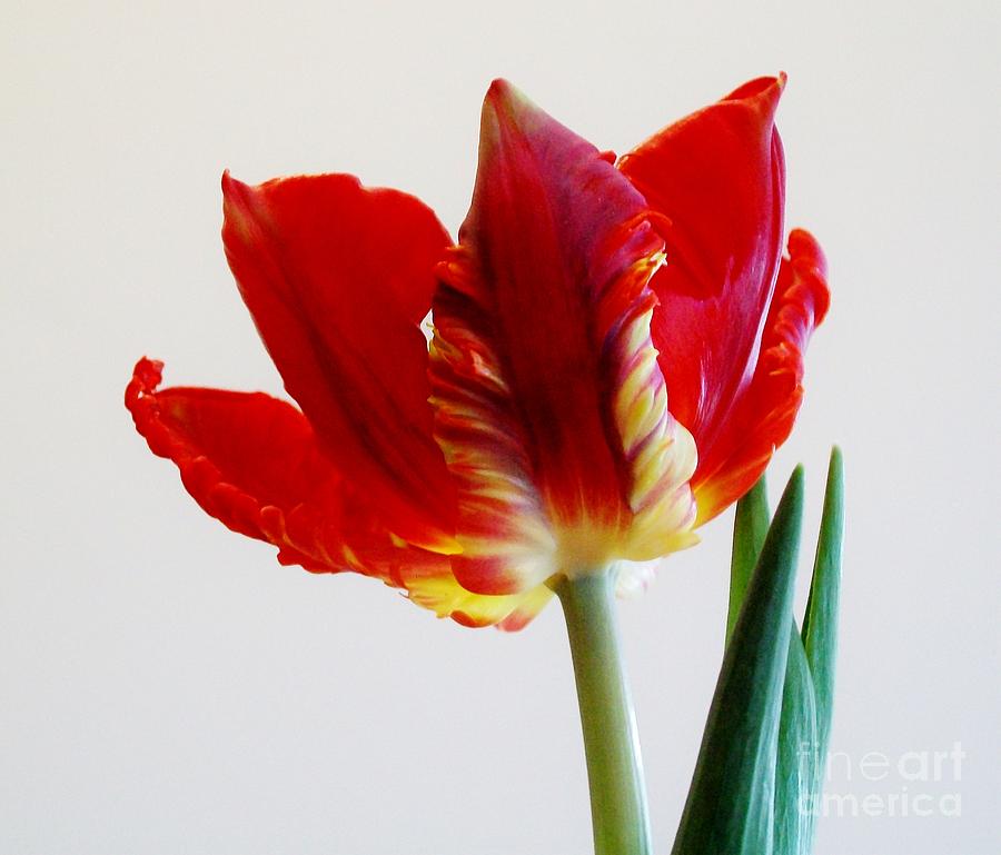 Red Parrot Tulip Photograph by Marsha Heiken
