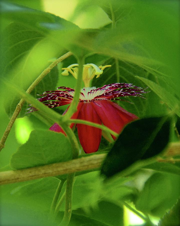 Red Passion Flower Photograph by Carol Bradley