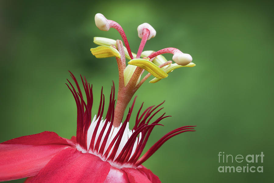 Nature Photograph - Red Passion Flower by Linda D Lester