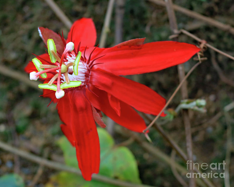 Red Passion Flower Photograph by Mary Haber