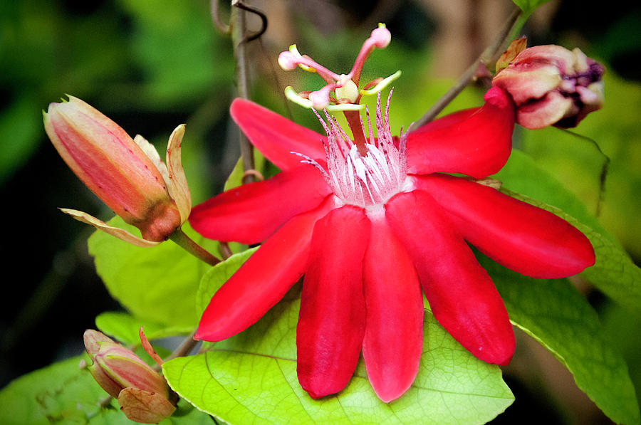 Nature Photograph - Red Passion Flower by Phyllis Taylor