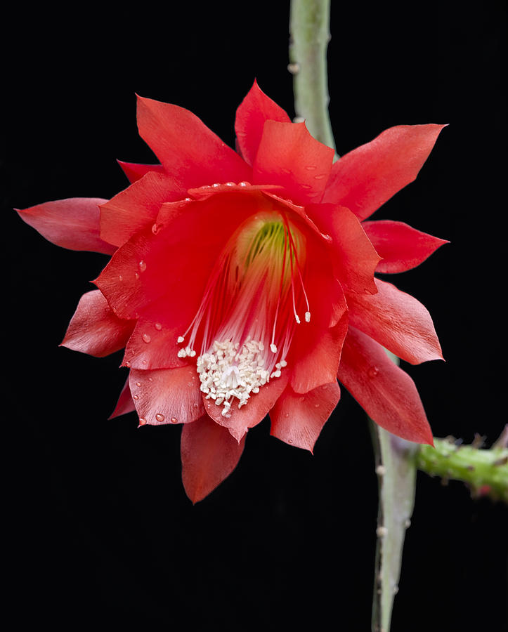 Garden Photograph - Red Cactus Flower by Ken Barrett