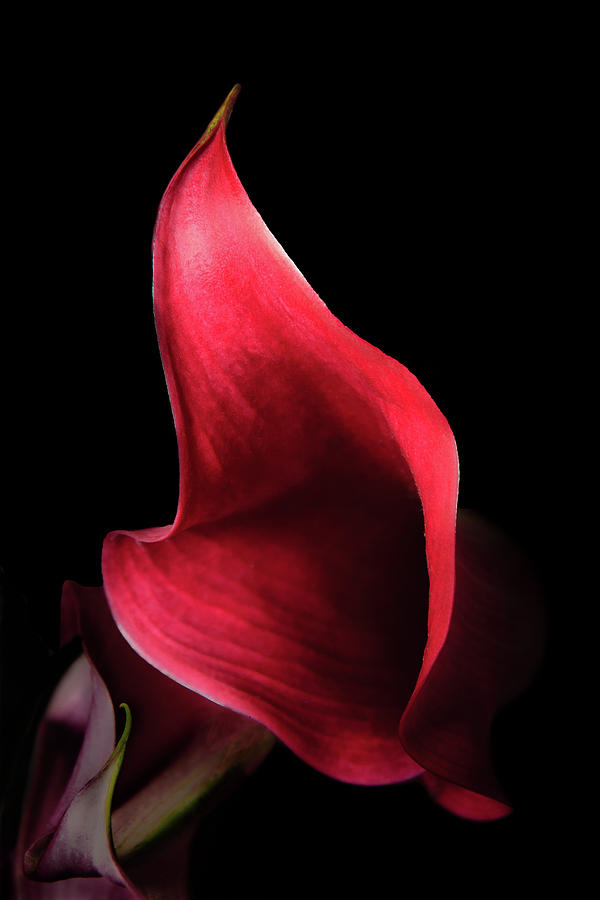 Red Passion On Black Photograph