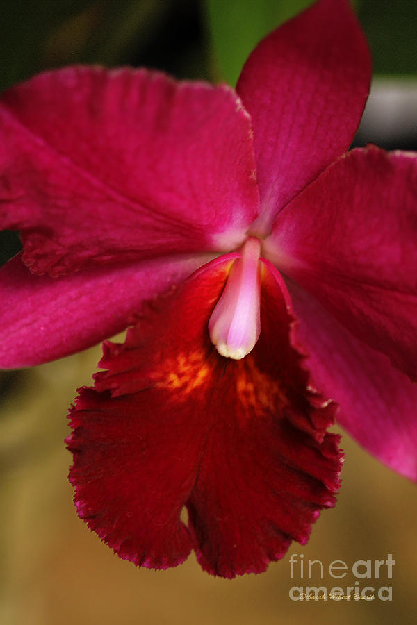 Orchid Photograph - Red Passion Orchid by Deborah Benoit