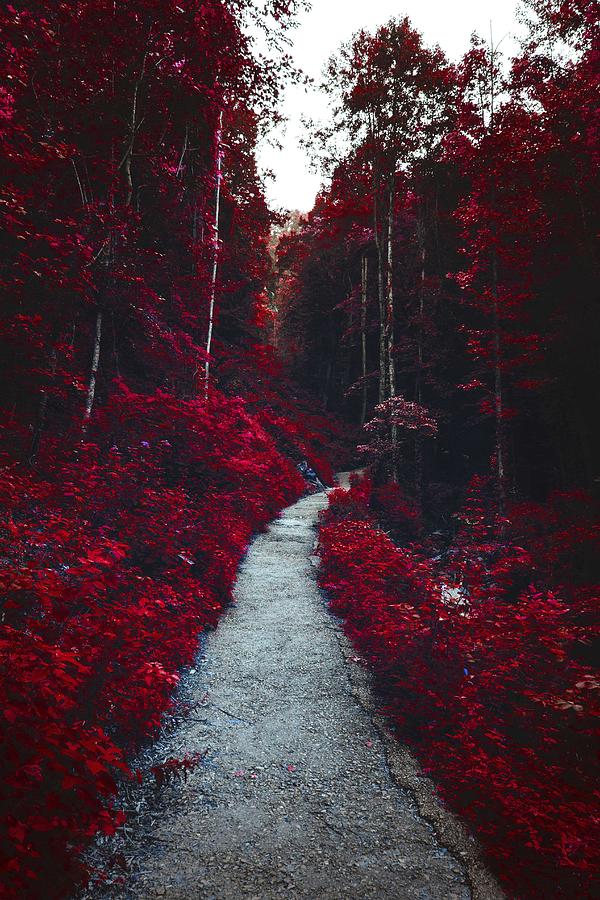 Red Path, Amicalola Falls State Park, Dawsonville, United States Painting by Celestial Images