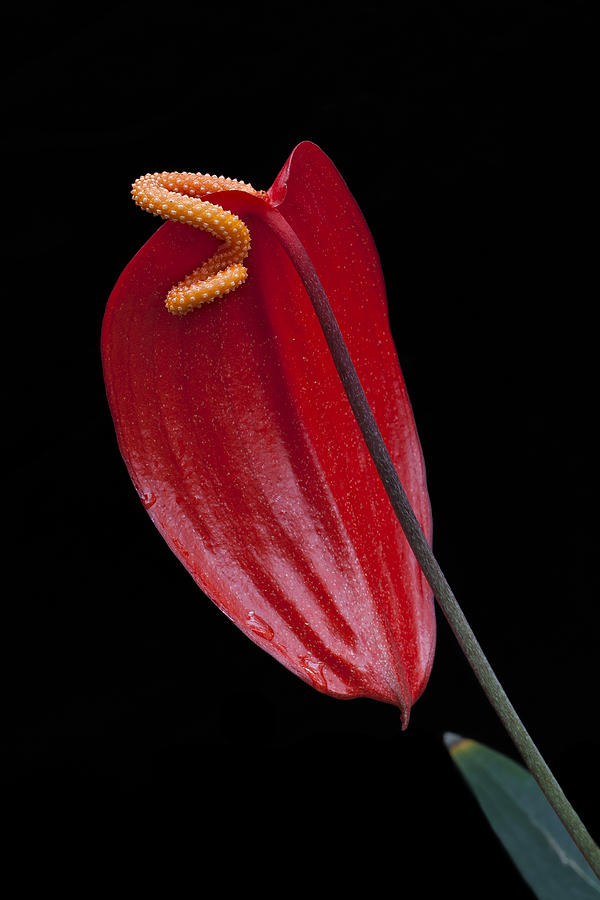 Red Peace Lily Photograph - Red Peace Lily by Ken Barrett