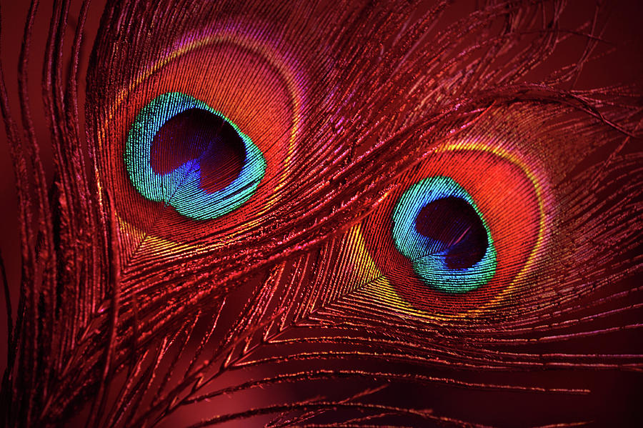 Peacock Photograph - Red Peacock Feathers by Jenny Rainbow