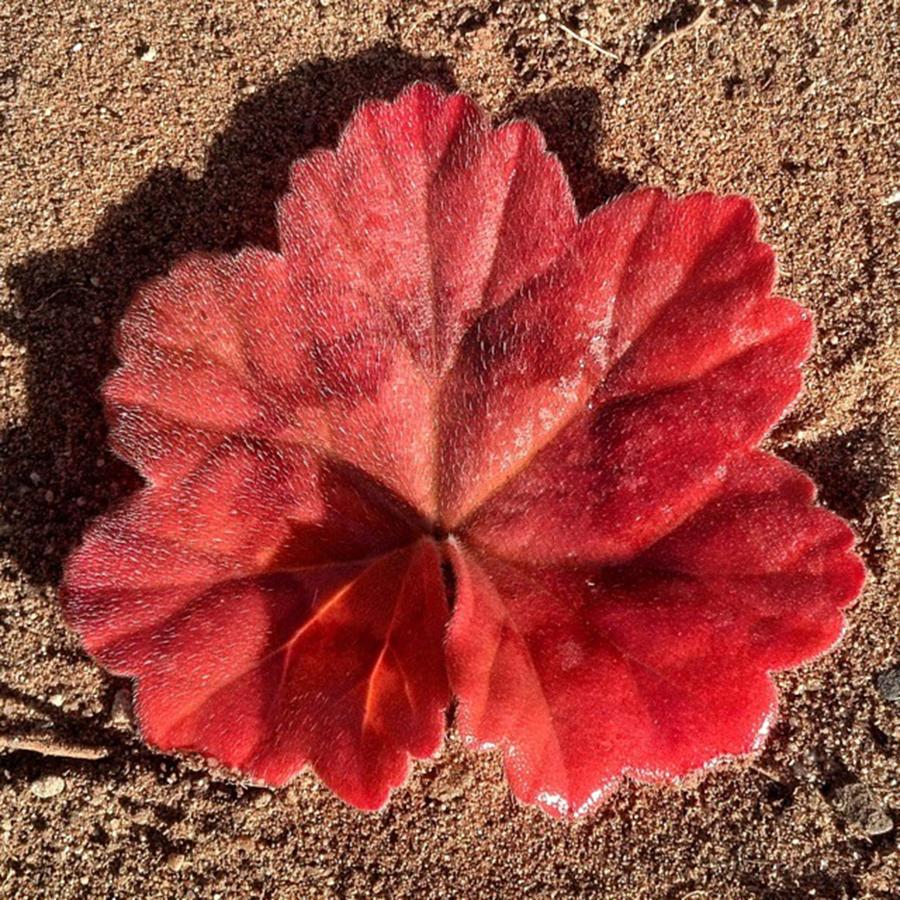 Nature Photograph - #red #pelargonium #geranium #leaf by The Texturologist