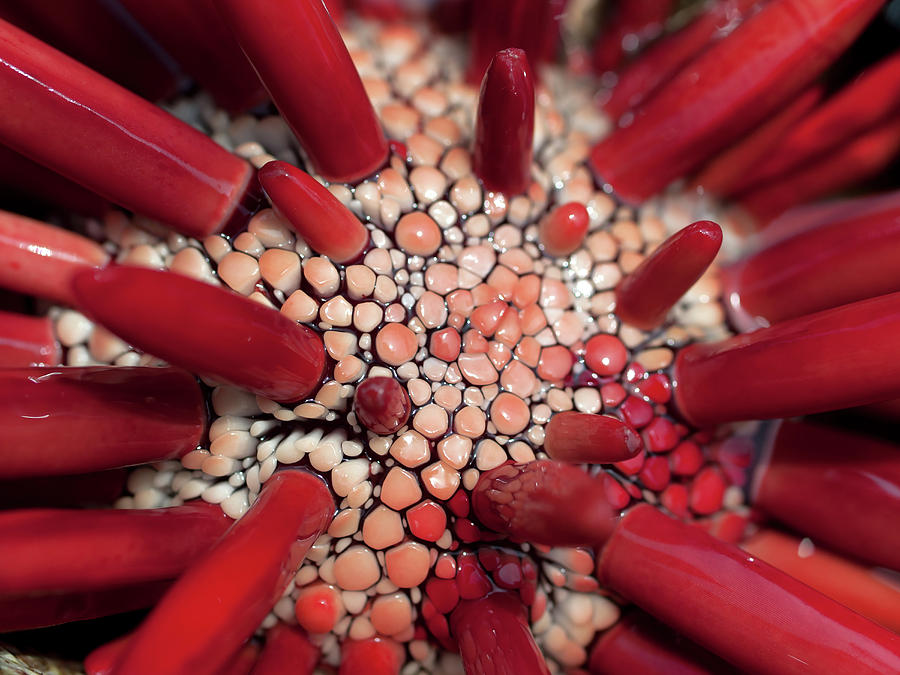 Red Pencil Urchin Photograph by Christopher Johnson