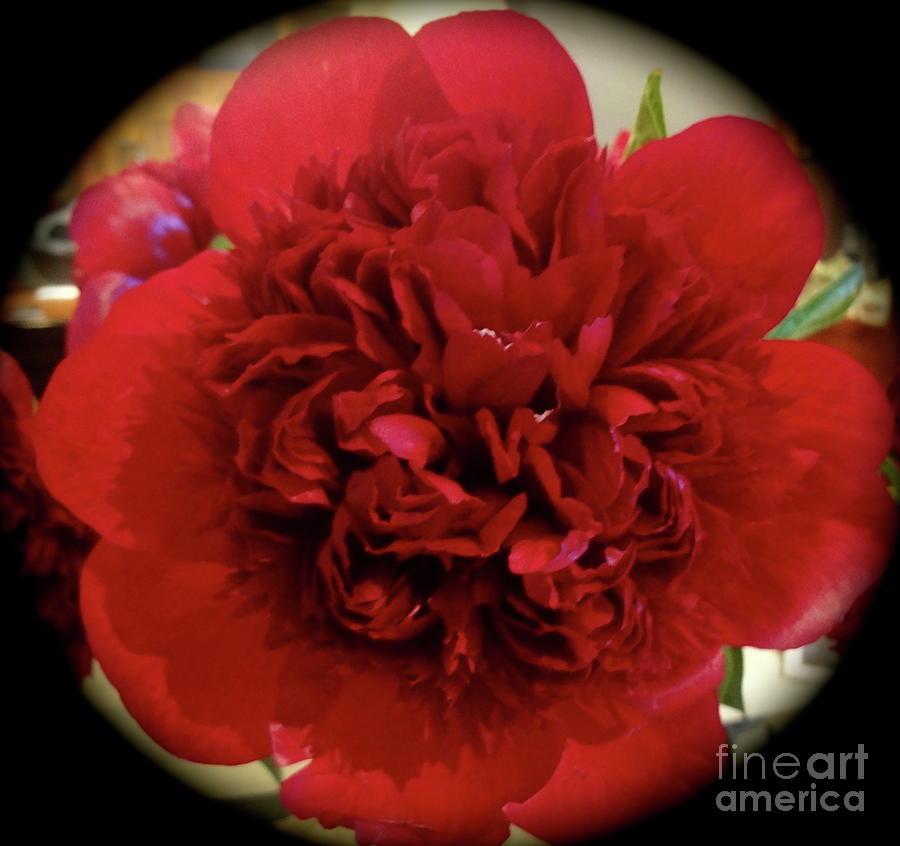 Red Peony 11 Painting by Jenny Lee