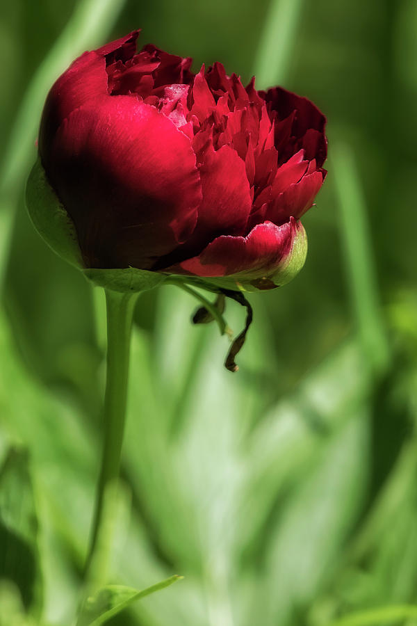Red Peony Photograph by Belinda Greb