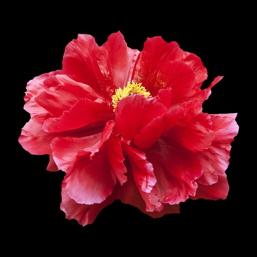 Red Peony Photograph by Charles Harden
