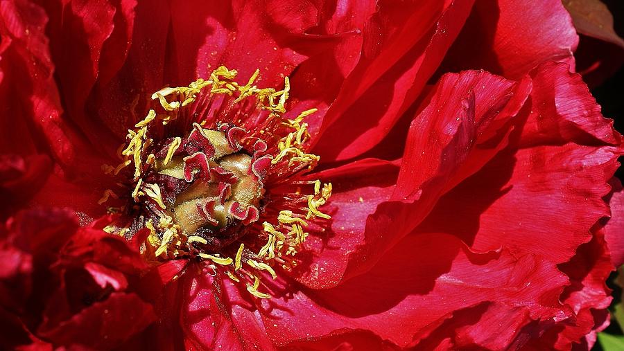 Red Peony in the Spring. Photograph by Bruce Bley