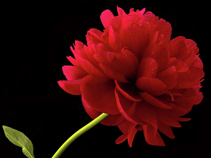 Red Peony  Photograph by Jean Noren