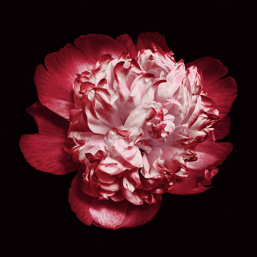 Red Peony on Black Photograph by Denise Beverly