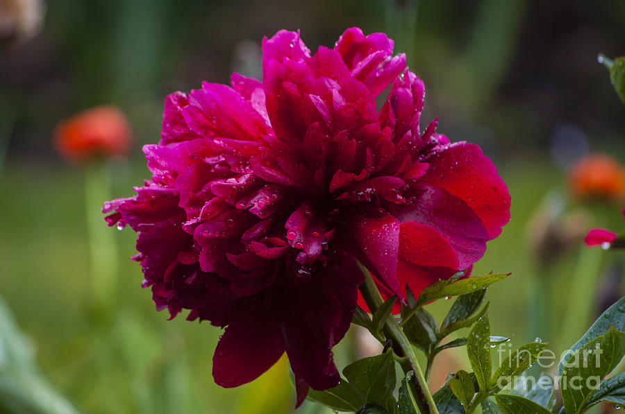 Nature Photograph - Red Peony with Water Drops by M J