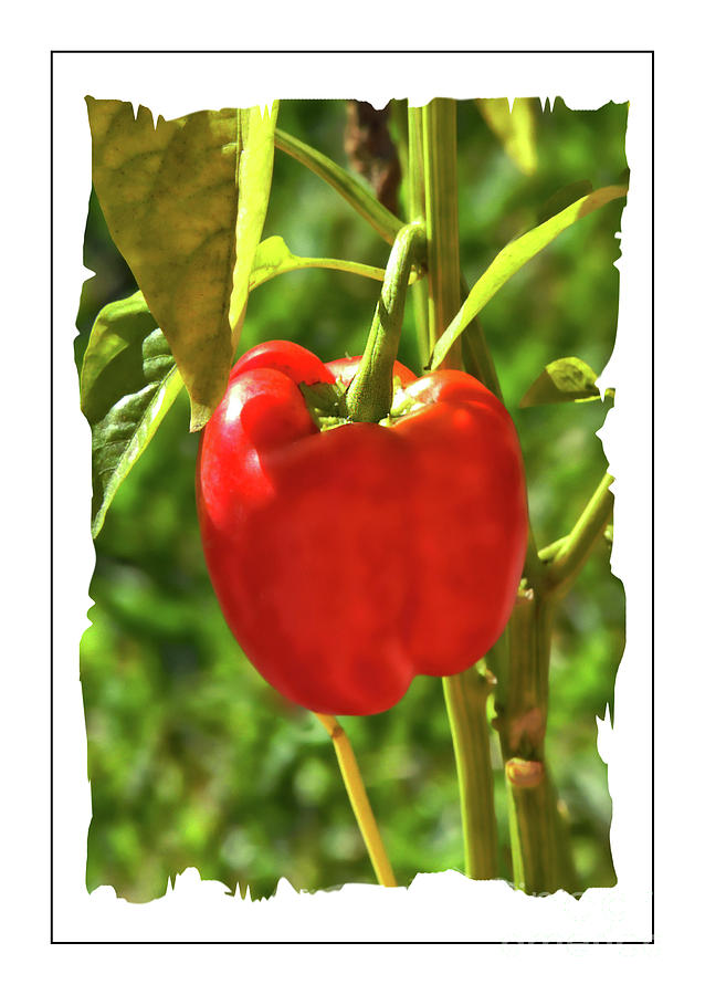 Red Pepper on the Vine Photograph by Larry Mulvehill