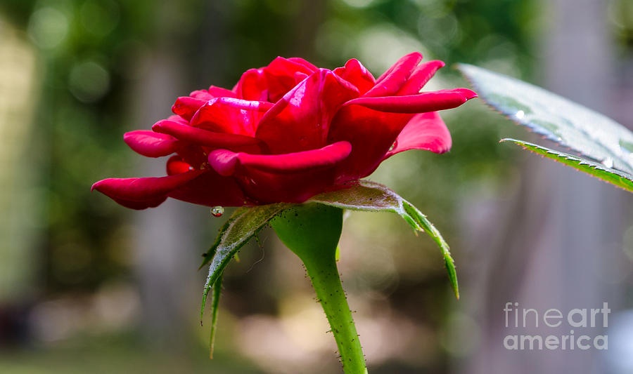 Red Rose #1 Photograph by Donna Brown