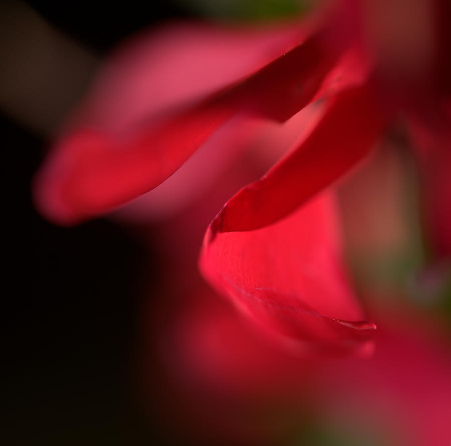 Abstract Photograph - Red Petal by Mithat Hitit