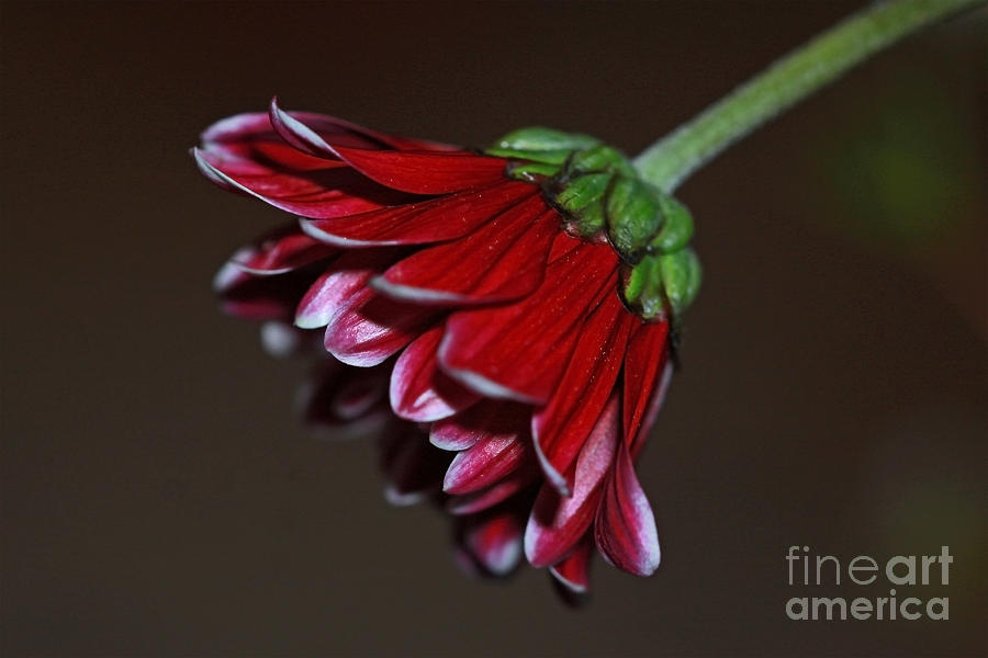 Flowers Still Life Photograph - Red Petals by Carolyn Brown