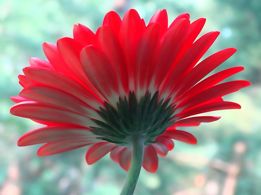 Red Petals Photograph by David T Wilkinson