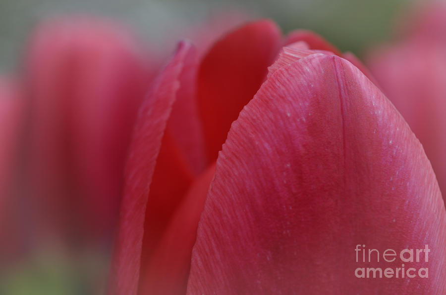 Red Tulip Petals Photograph by Elaine Manley