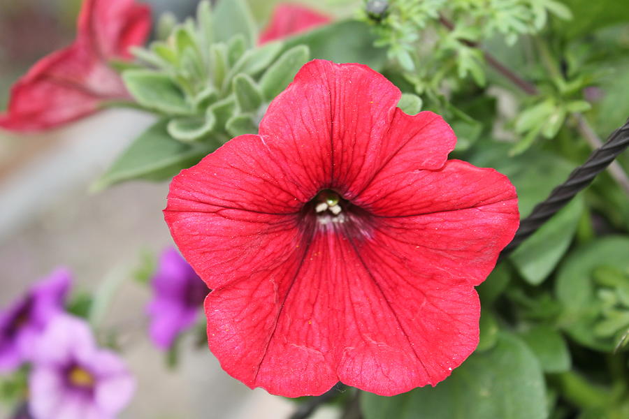 Red Petunia Photograph by Donna L Munro