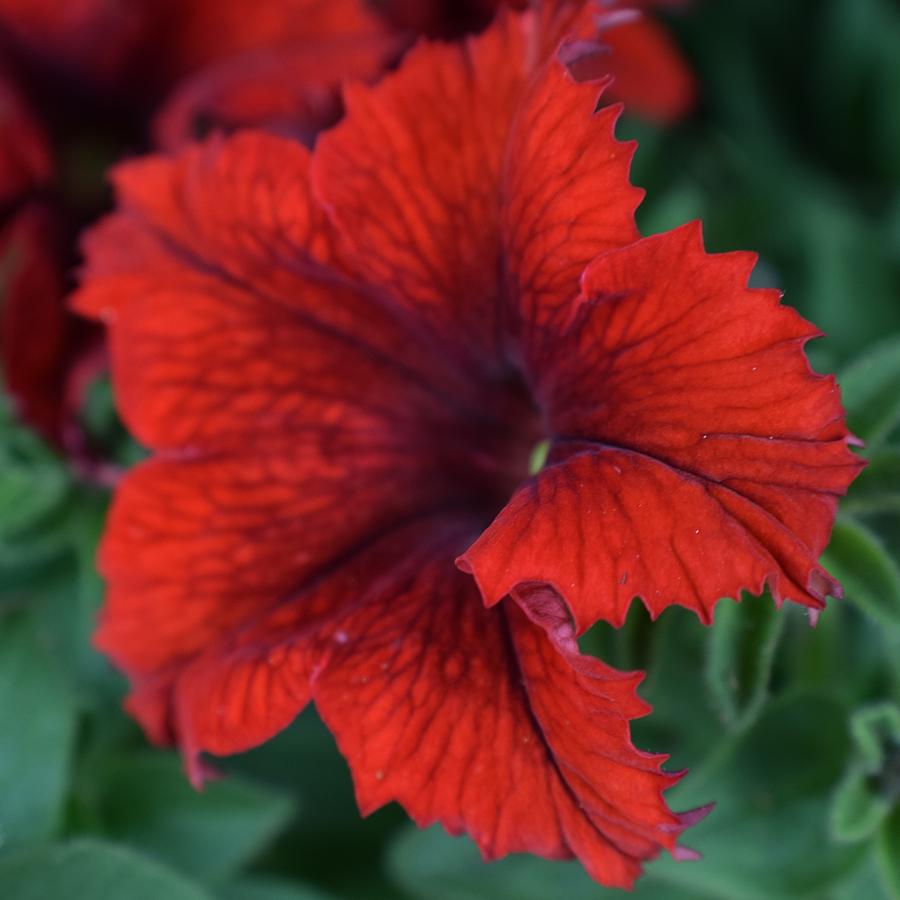 Red Petunia Photograph by Jimmy Chuck Smith