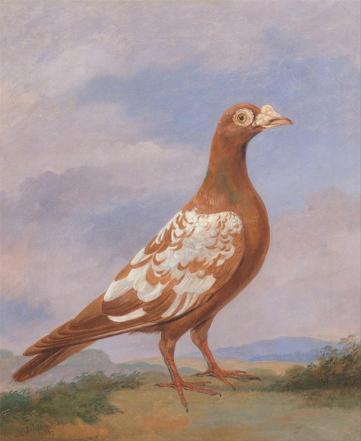 Red Pied Carrier by Dean Wolstenholme 1837 Painting by Celestial Images