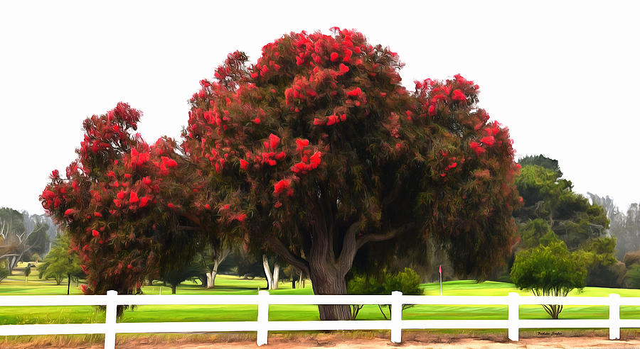 Red Pin Under a Red Tree Morro Bay Golf Course  Photograph by Barbara Snyder