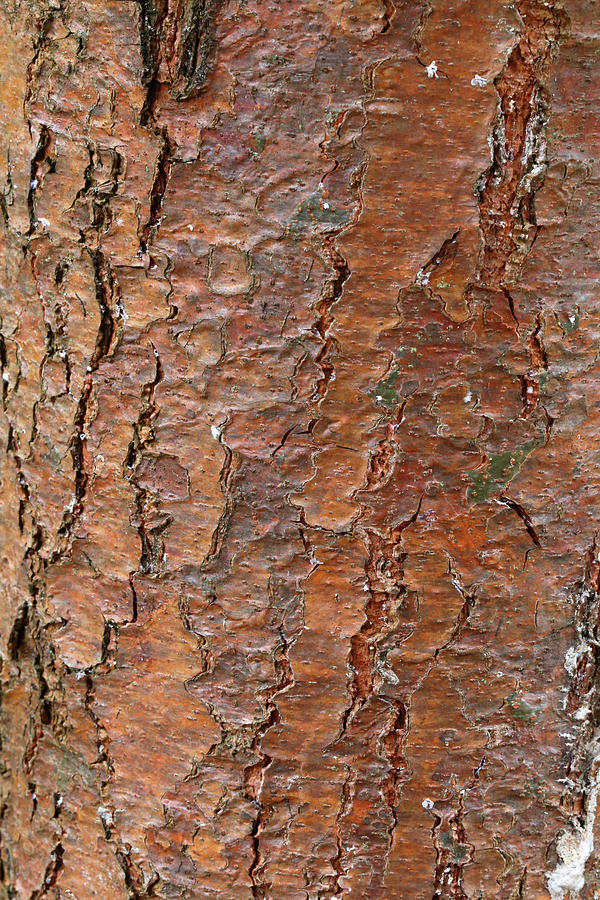 Red Pine Bark Photograph by Mary Bedy