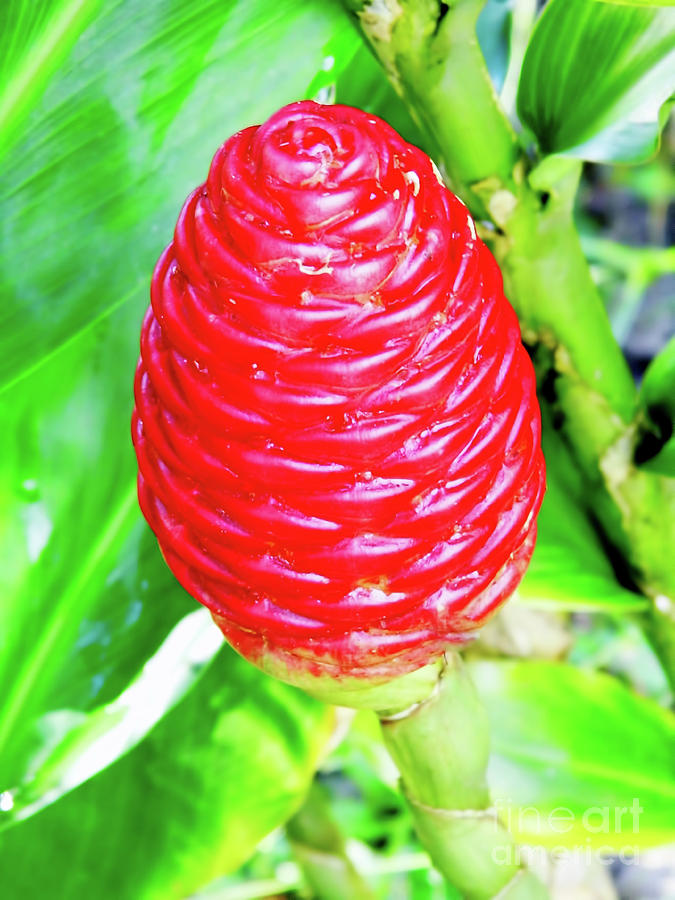 Red Pine Cone Ginger Photograph by D Hackett