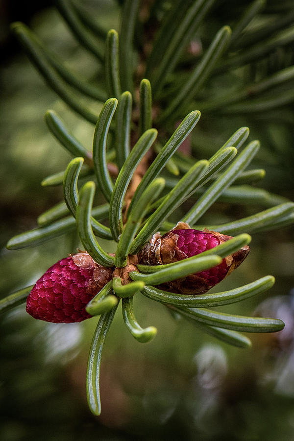 Red Pine Cones Photograph by Paul Freidlund