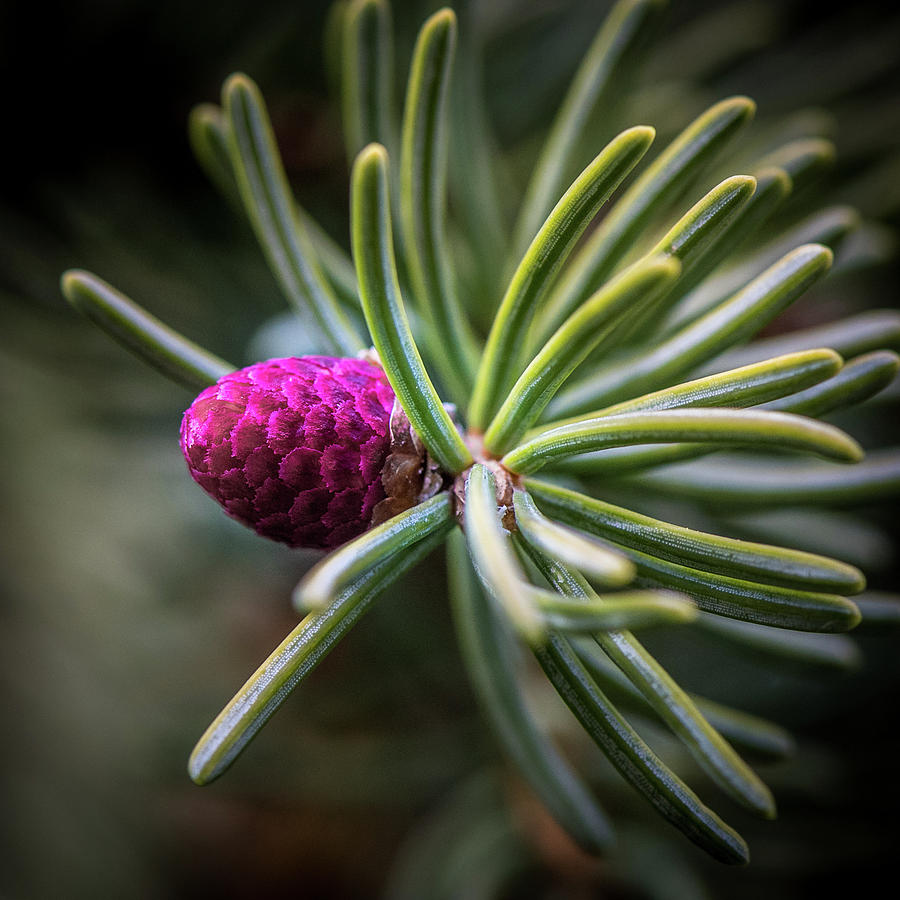 Red Pinecone Photograph by Paul Freidlund