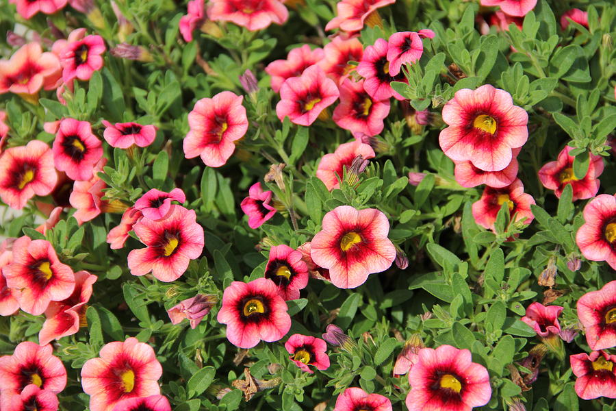 Red Pink Flowers - petunias Photograph by Allen Nice-Webb