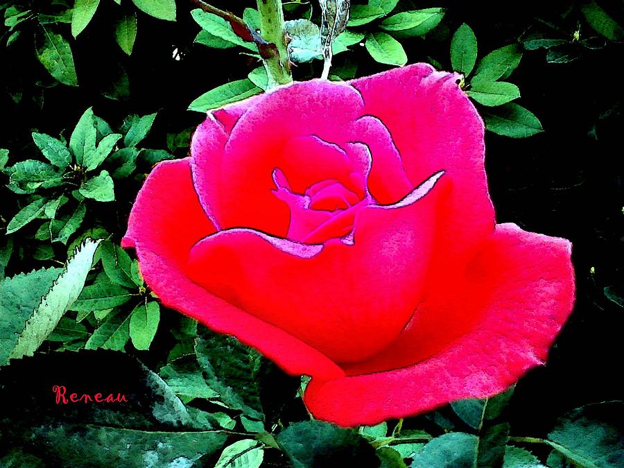 Red-pink Rose Photograph by A L Sadie Reneau