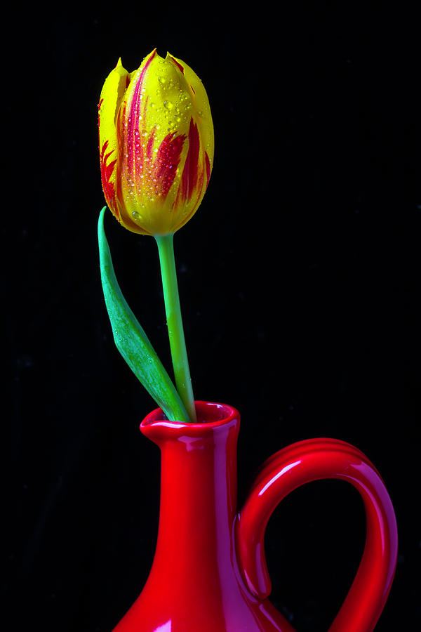 Red Pitcher And Tulip Photograph by Garry Gay