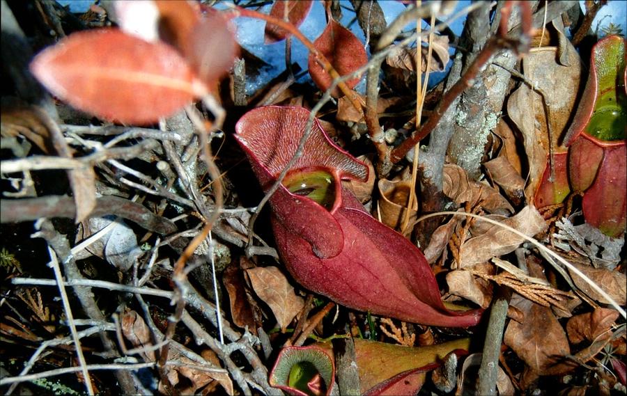 Northern Pitcher Plant #1 Photograph by Robert Nickologianis