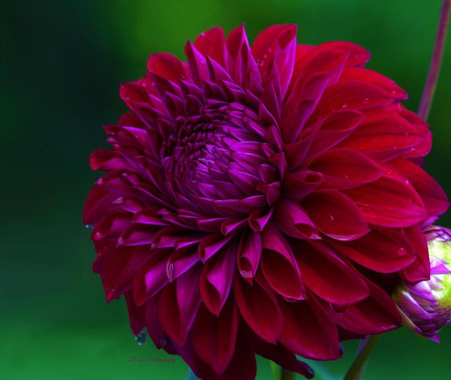 Red Plate Size Dahlia Photograph by Jeanette C Landstrom