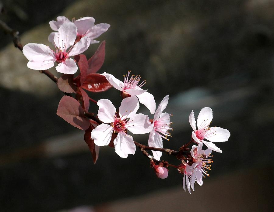 Red Plum Blossoms Photograph by Carolyn Jacob