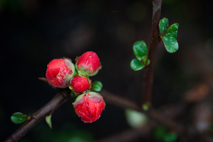 Red Plum Flowers In Rain Photograph by Catherine Lau