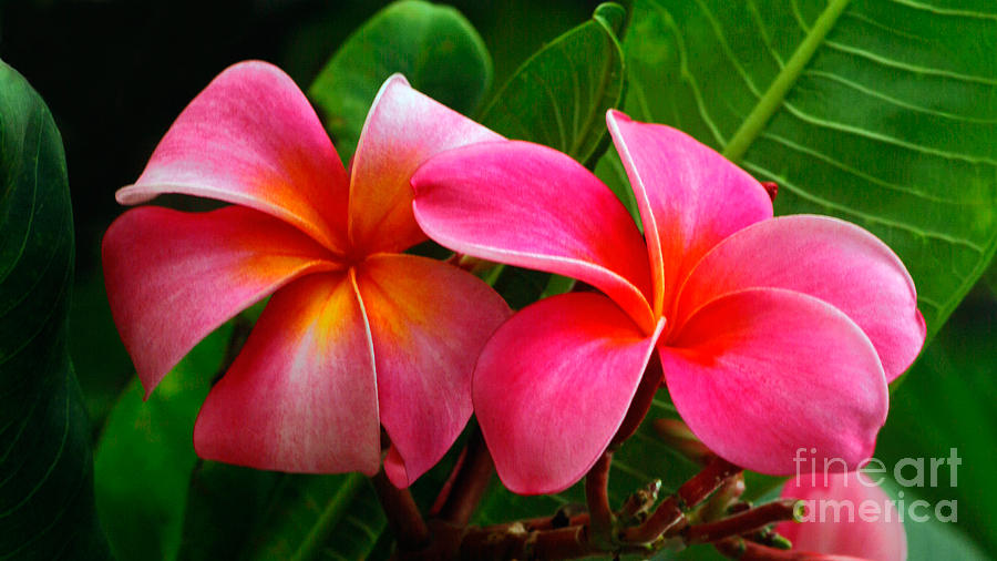 Red Plumeria Flowers Photograph by Frank Wicker