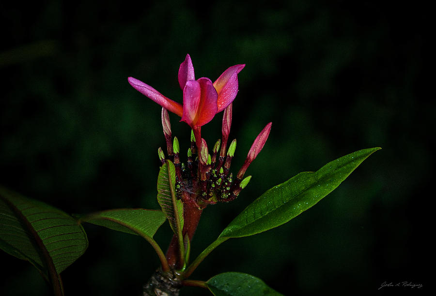 Red Plumeria Photograph by John A Rodriguez