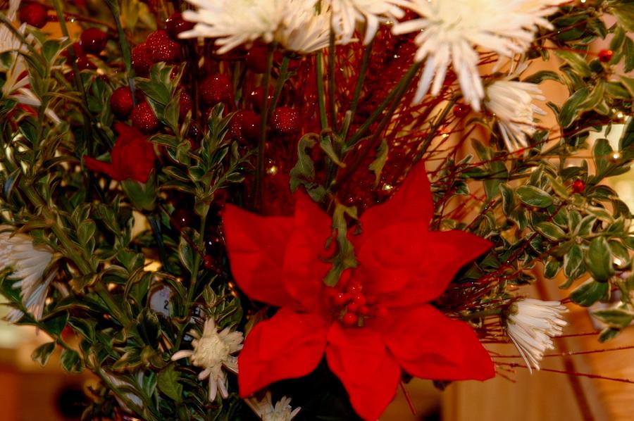 Red Poinsettas With Always Fresh White Flowers  Photograph by Hella Buchheim
