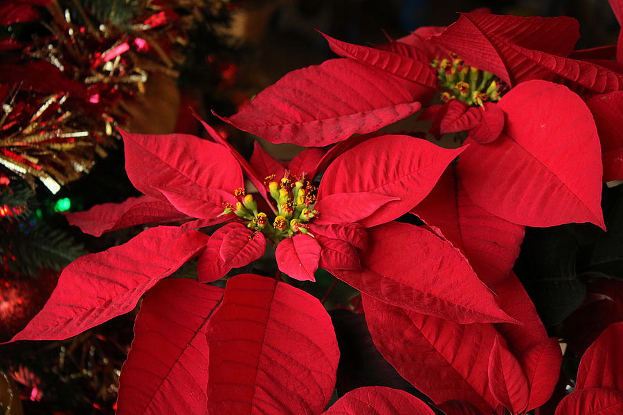 Red Poinsettia and Tinsel Photograph by Sheila Brown